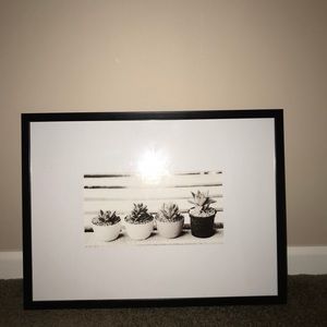 B&w succulent framed photo no damage